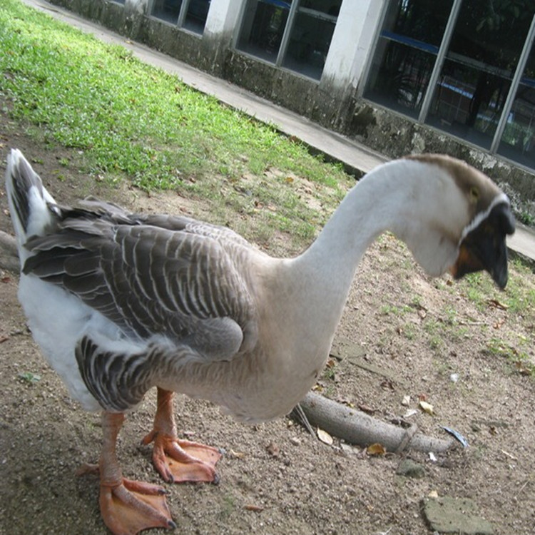 狮头鹅苗基地 纯种狮头鹅苗图片