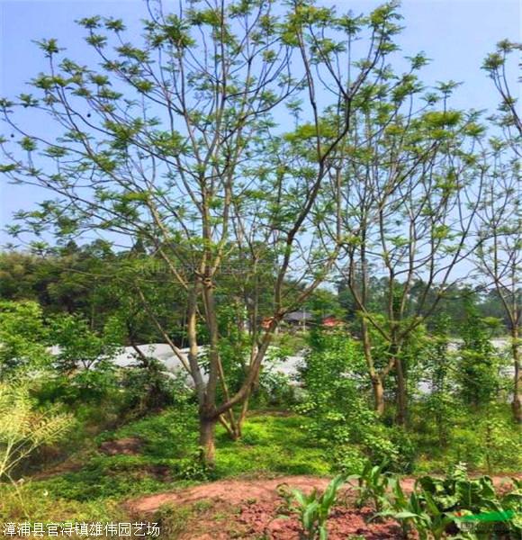 出售蓝花楹蓝花楹移植苗自有基地现货直销