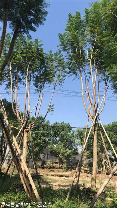 出售蓝花楹蓝花楹移植苗农户批发价格优惠