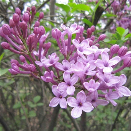 大叶丁香苗铁岭紫丁香扦插苗落叶灌木利评苗圃