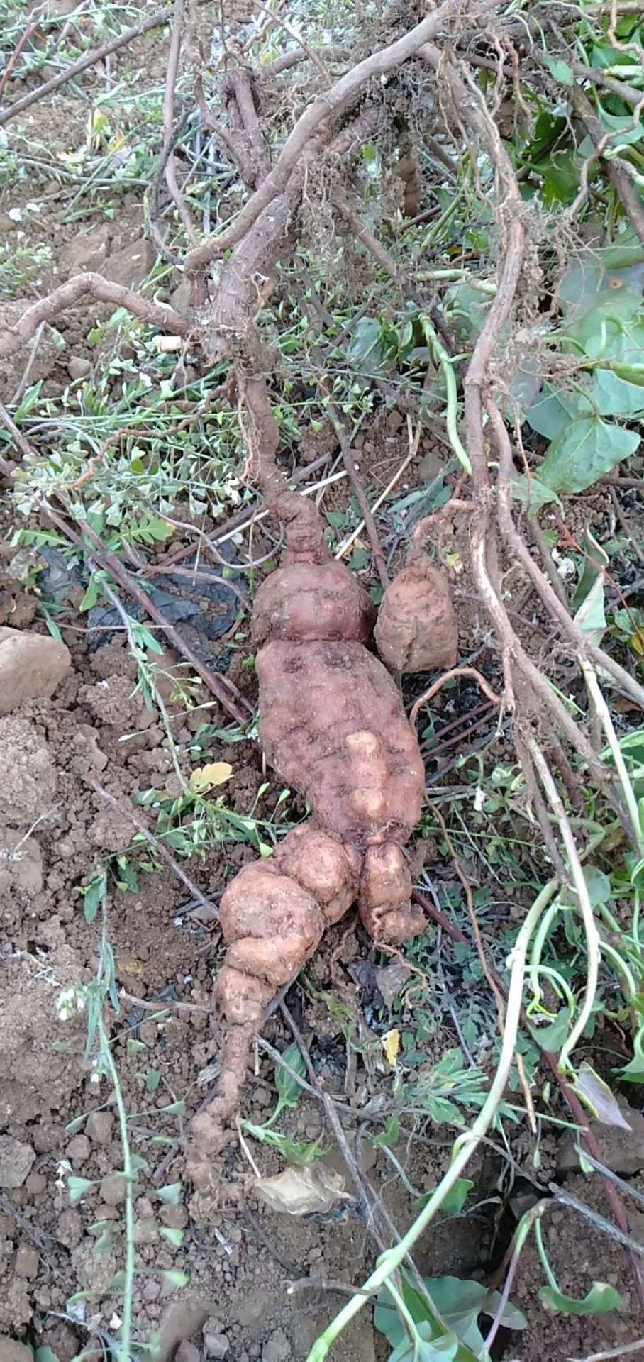 何首乌的最正确吃法