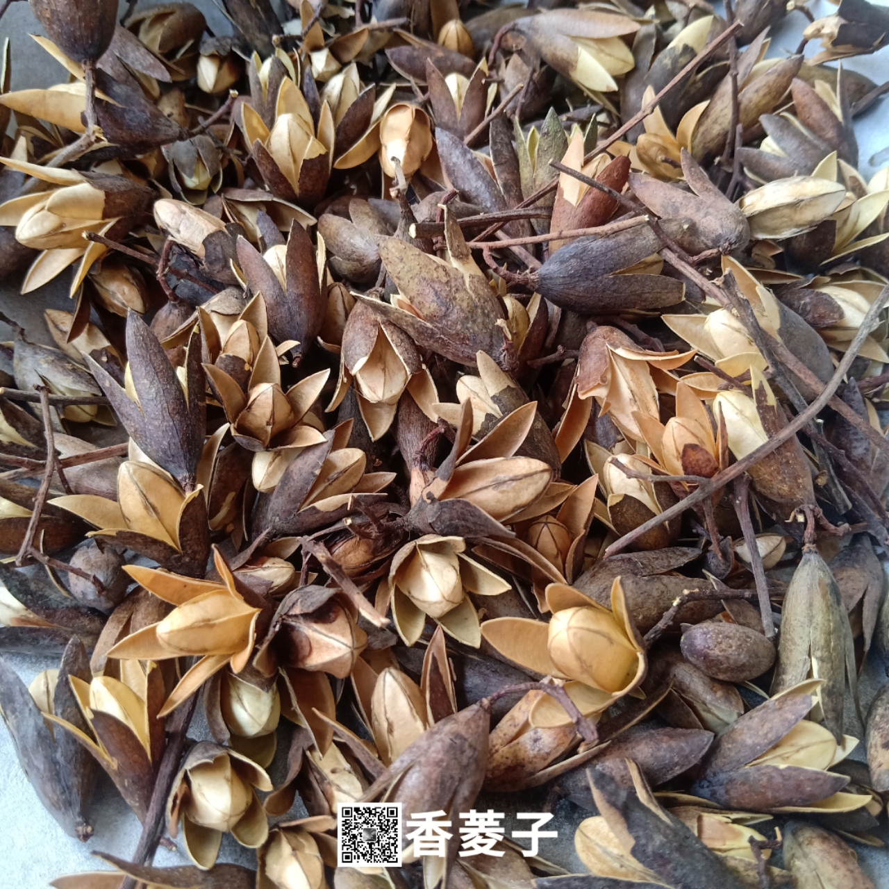 供应香菱子香菱子价格