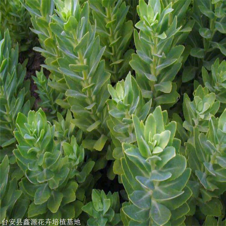 鑫源 八宝景天苗 贵州大叶景天苗 大型花圃供应