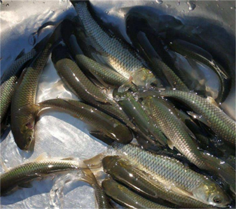 三水草鱼苗销售 肇庆鱼苗批发