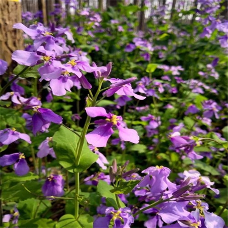 花儿朵朵批发二月兰二月兰供应台安本土货源