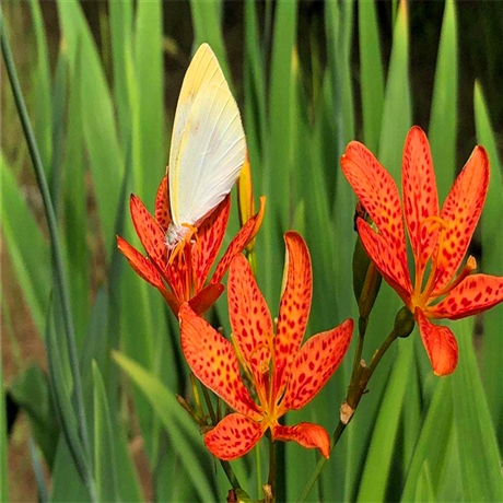 射干鸢尾批发河北射干鸢尾小苗大量批发