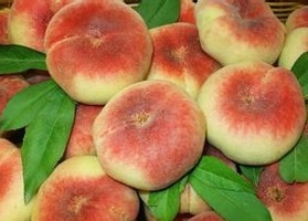 珠海市早熟大蟠桃種植技術(shù)