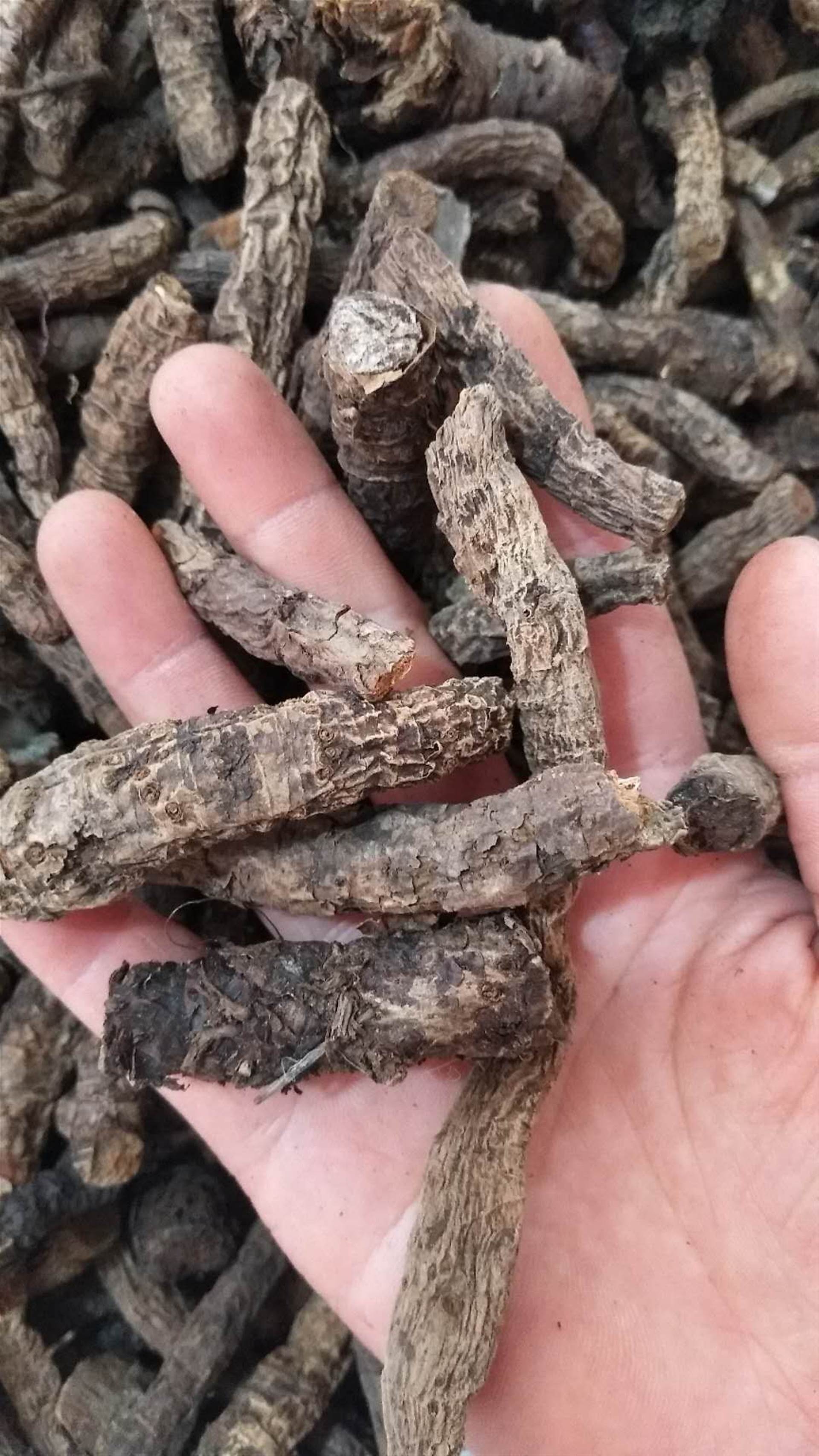 产地直销峨参 峨参的药用功效