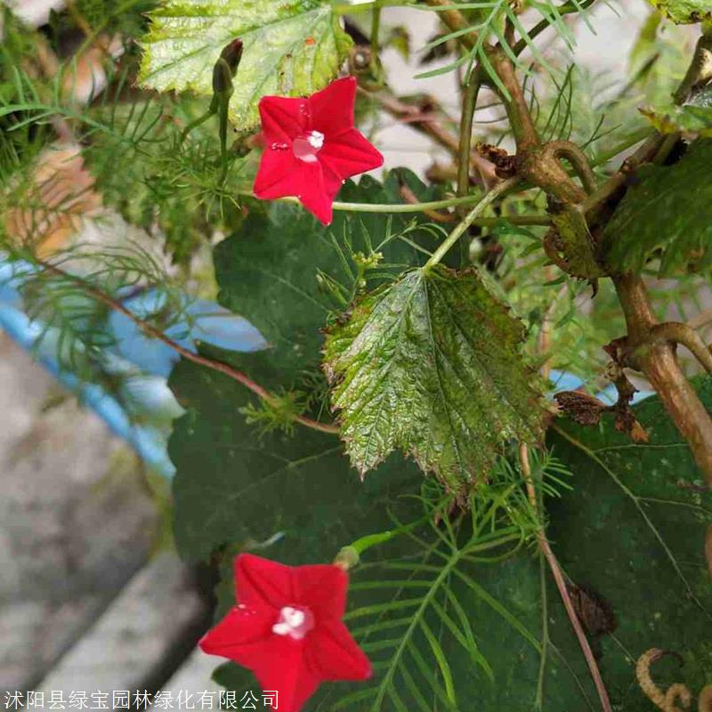 狗牙根种子草皮