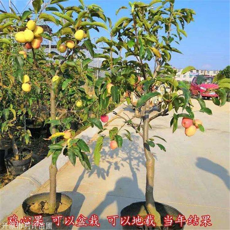利评 鸡心果树苗 青海盆栽地栽鸡心果 辽宁开原苗圃