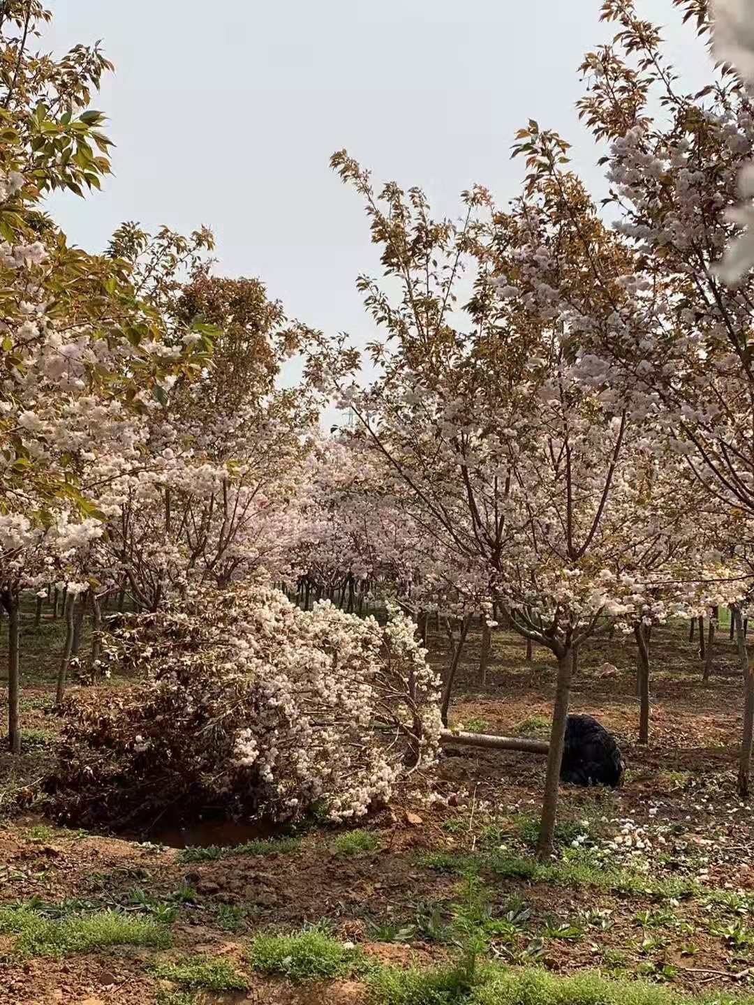 樱花幼树期图片