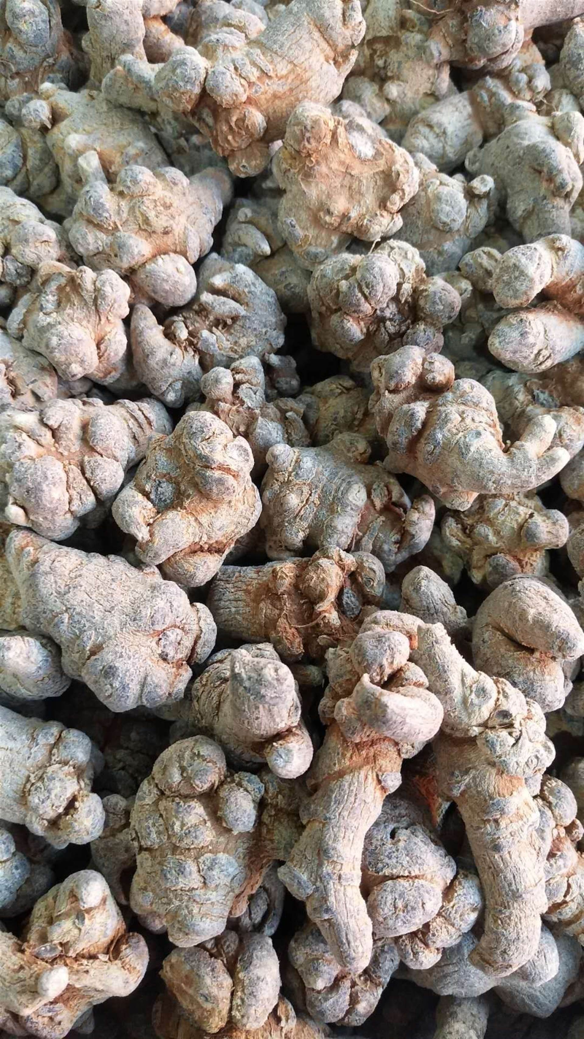 三七今日价格三七多少头的好