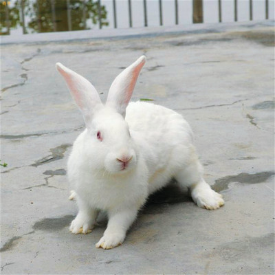 新西兰兔唯美图片