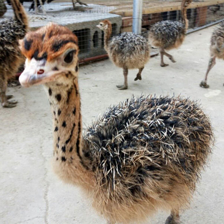 鸵鸟幼崽价格 鸵鸟苗哪里有卖的_搜了网