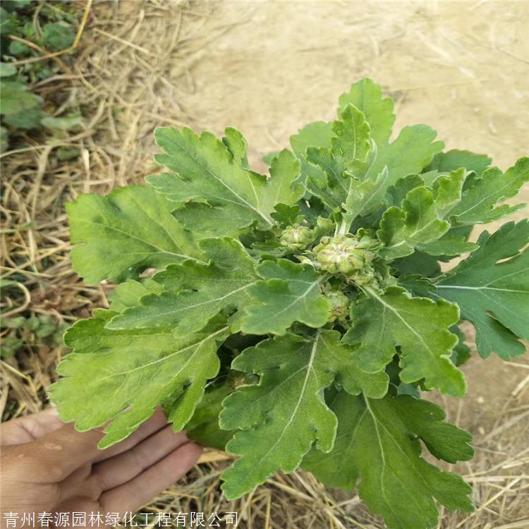 批发大菊花 春源花卉 四川千头菊菊花苗 庭院阳台室内花卉