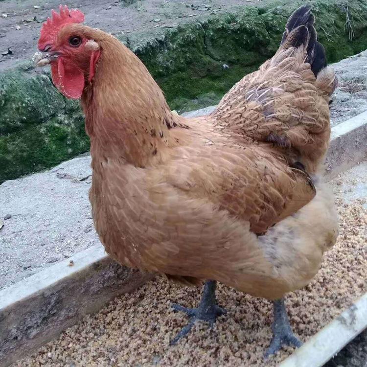 长期供应快大青脚麻鸡苗 厂家直销快大青脚麻鸡苗 厂家直供