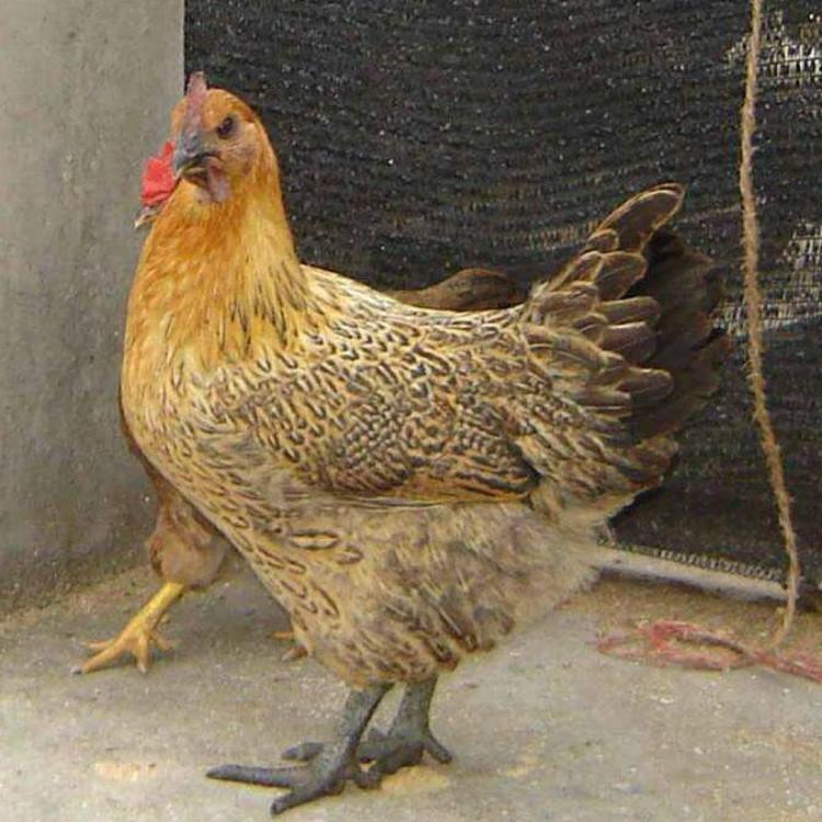 高成活率快大青脚麻鸡苗 黄麻羽快大青脚麻鸡苗养殖 基地出售