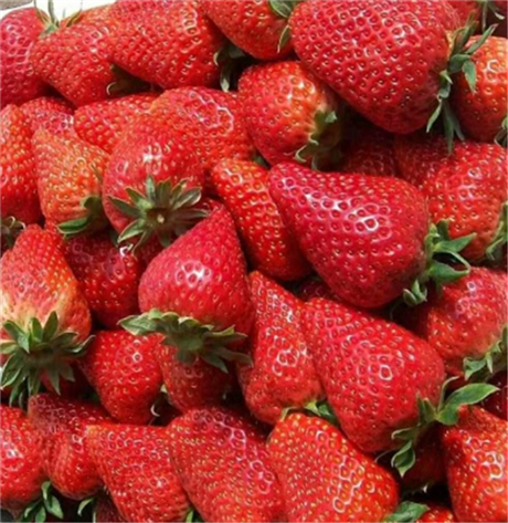 辽宁省章姬草莓苗销售电话,大量丹东香野草莓苗批发