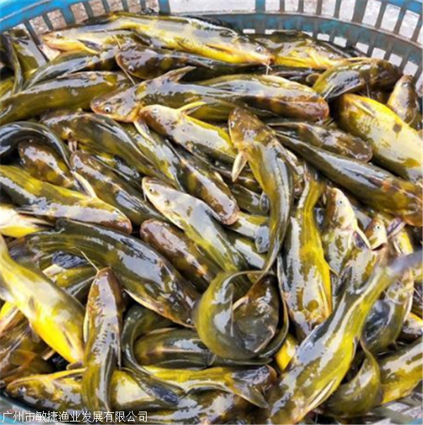 杭州市超雄黃骨魚苗 黃顙魚水花 超雄黃顙魚苗批發