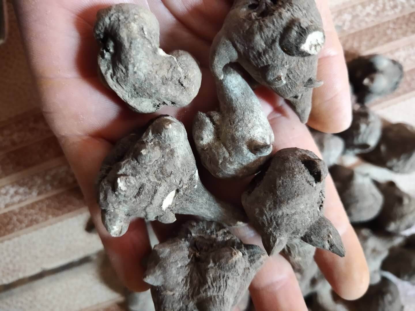 生附子多少钱一斤   生附子哪里有卖