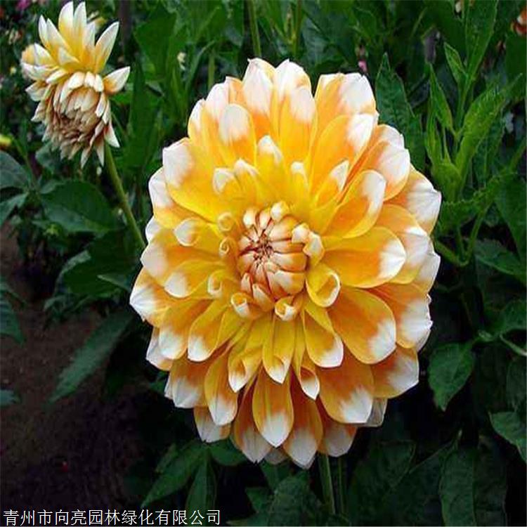 因此大丽花适宜花坛,花径或庭前丛植,矮生品种可作盆栽.