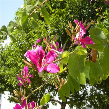 宮粉紫荊批發四川洋紫荊樹產地直銷