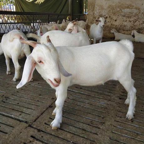 纯种白山羊养殖基地出售白山羊供应高品质奶山羊