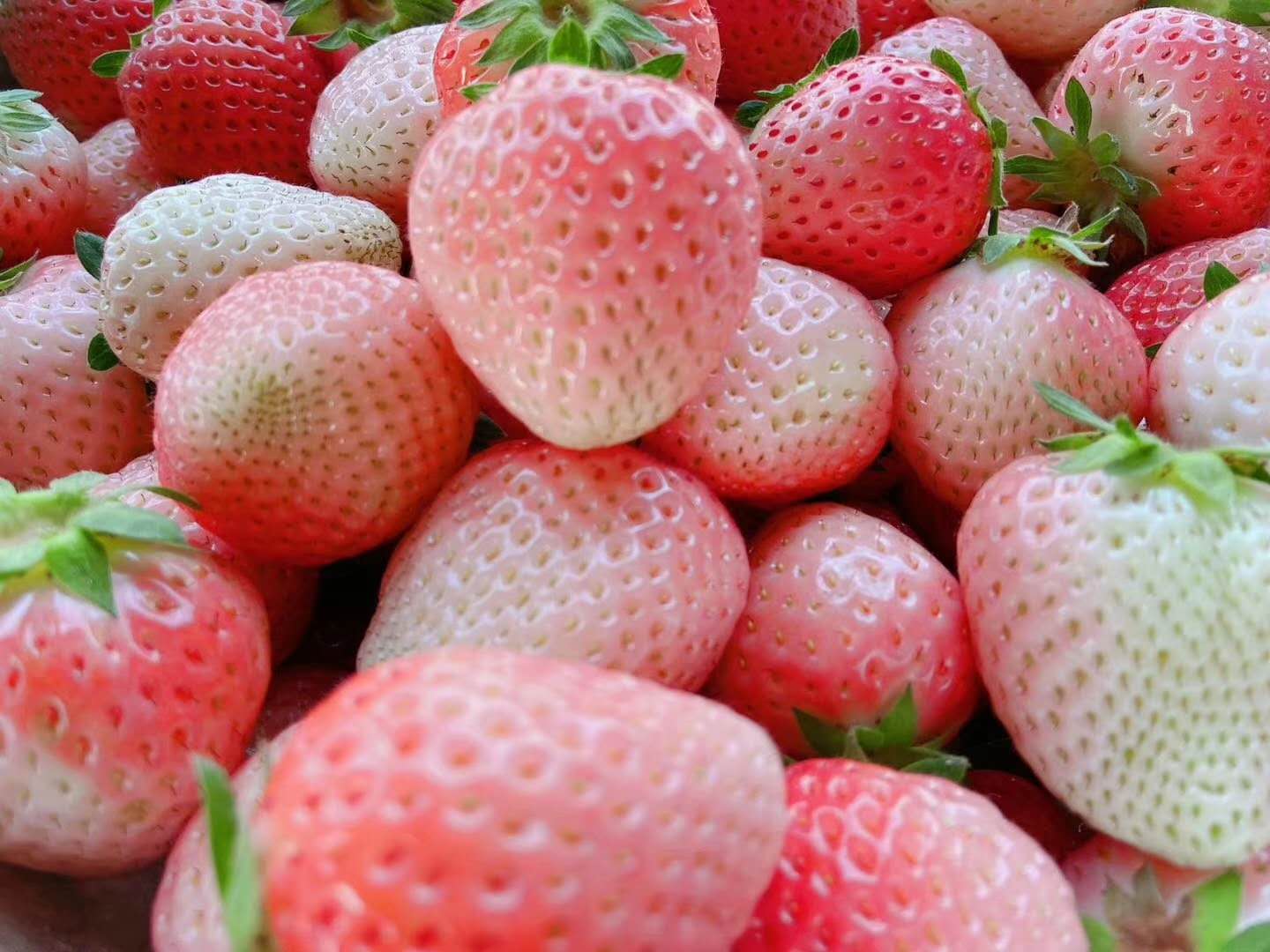 粉玉草莓苗厂家批发