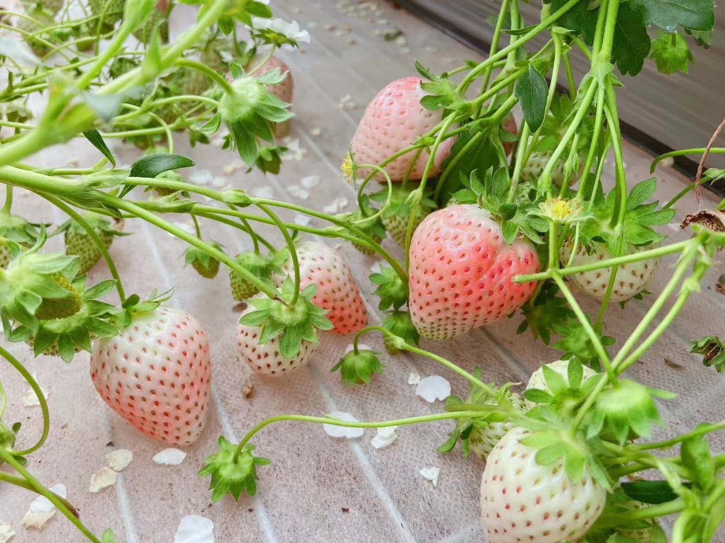 粉玉草莓苗厂家批发