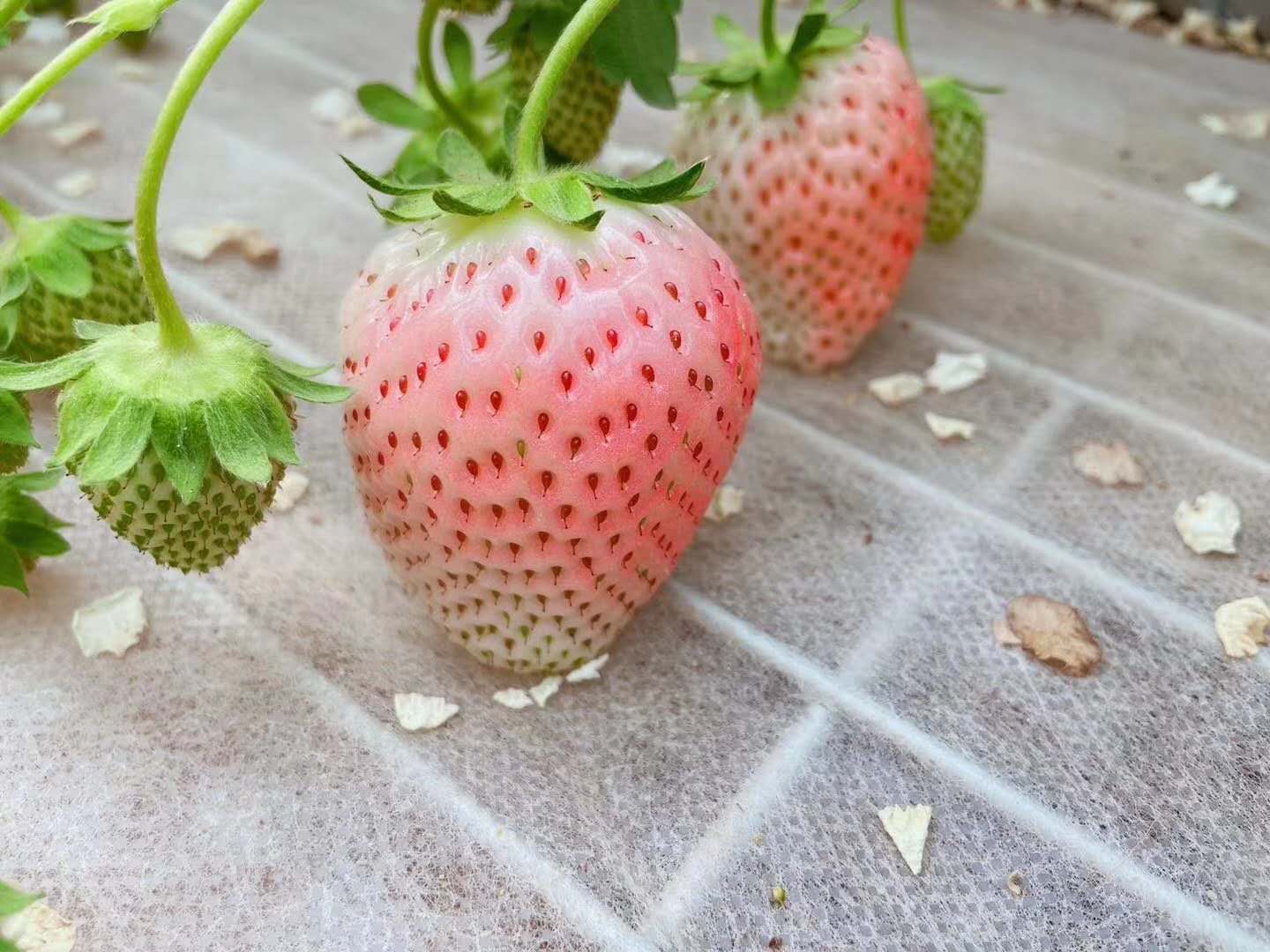 粉玉草莓苗厂家批发