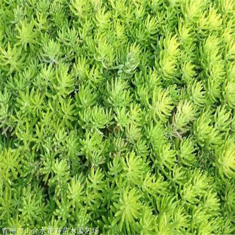 山合水 佛甲草苗 廣西佛甲草袋苗價(jià)格 基地自產(chǎn)自銷
