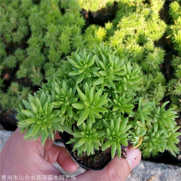 山合水 佛甲草種植基地 湖南佛甲草時令草花 基地自產自銷