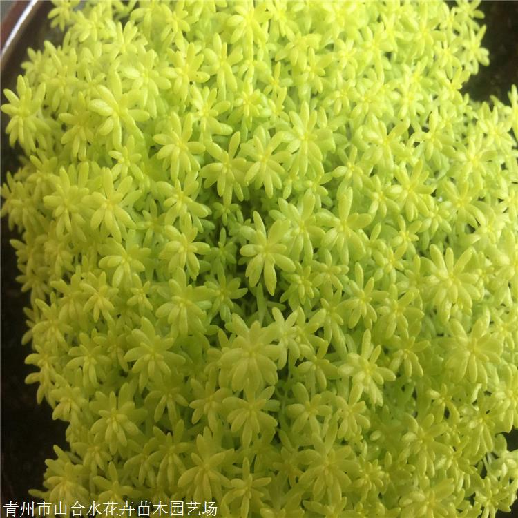 山合水 佛甲草種植基地 湖南佛甲草時令草花 基地自產自銷