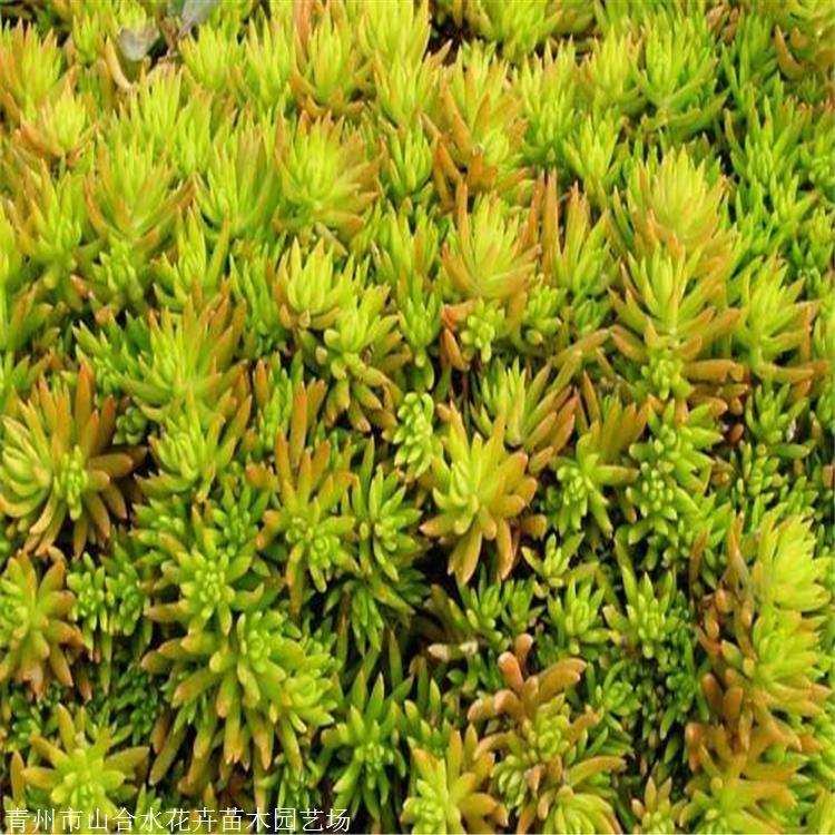 山合水 佛甲草苗 天津佛甲草袋苗價格 山東地被植物