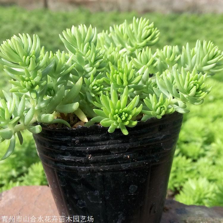 山合水 佛甲草種植基地 湖南佛甲草時令草花 基地自產自銷