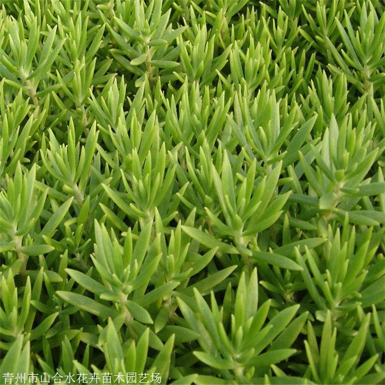 山合水 佛甲草種植基地 湖南佛甲草時令草花 基地自產自銷