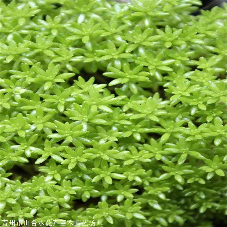 山合水 佛甲草苗 天津佛甲草袋苗價格 山東地被植物