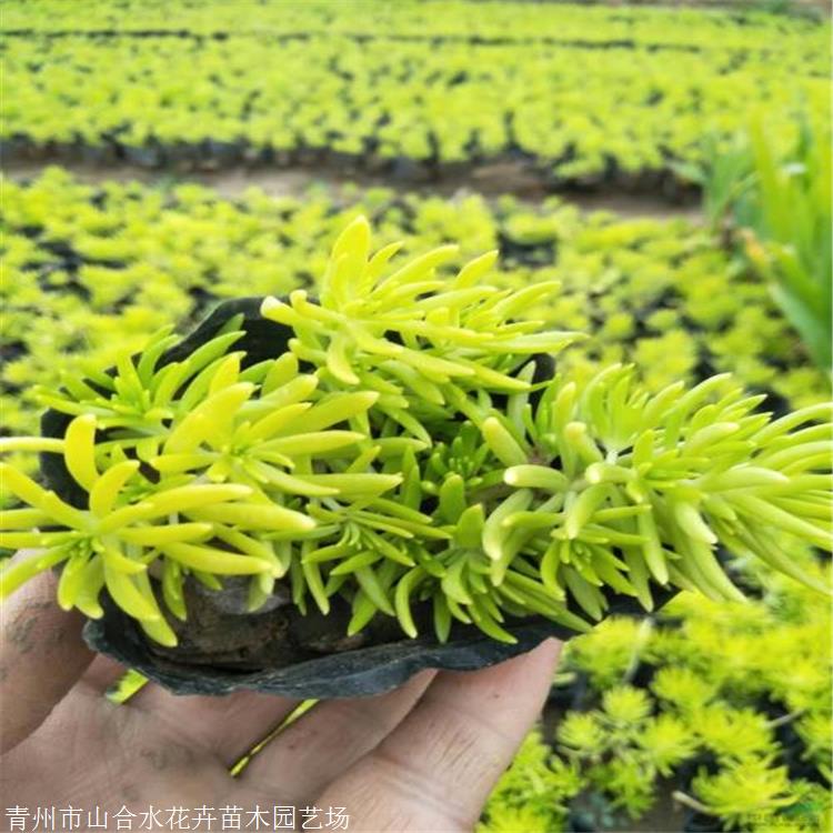 山合水 佛甲草種植基地 湖南佛甲草時令草花 基地自產自銷