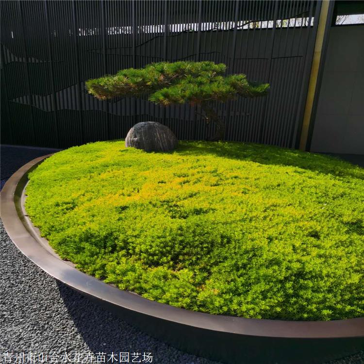 山合水 佛甲草苗 廣西佛甲草袋苗價(jià)格 基地自產(chǎn)自銷