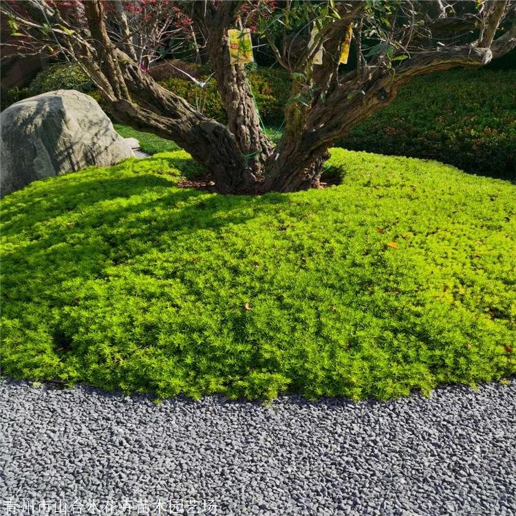 山合水 佛甲草苗 廣西佛甲草袋苗價(jià)格 基地自產(chǎn)自銷