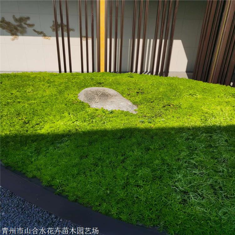 山合水 佛甲草種植基地 湖南佛甲草時令草花 基地自產自銷