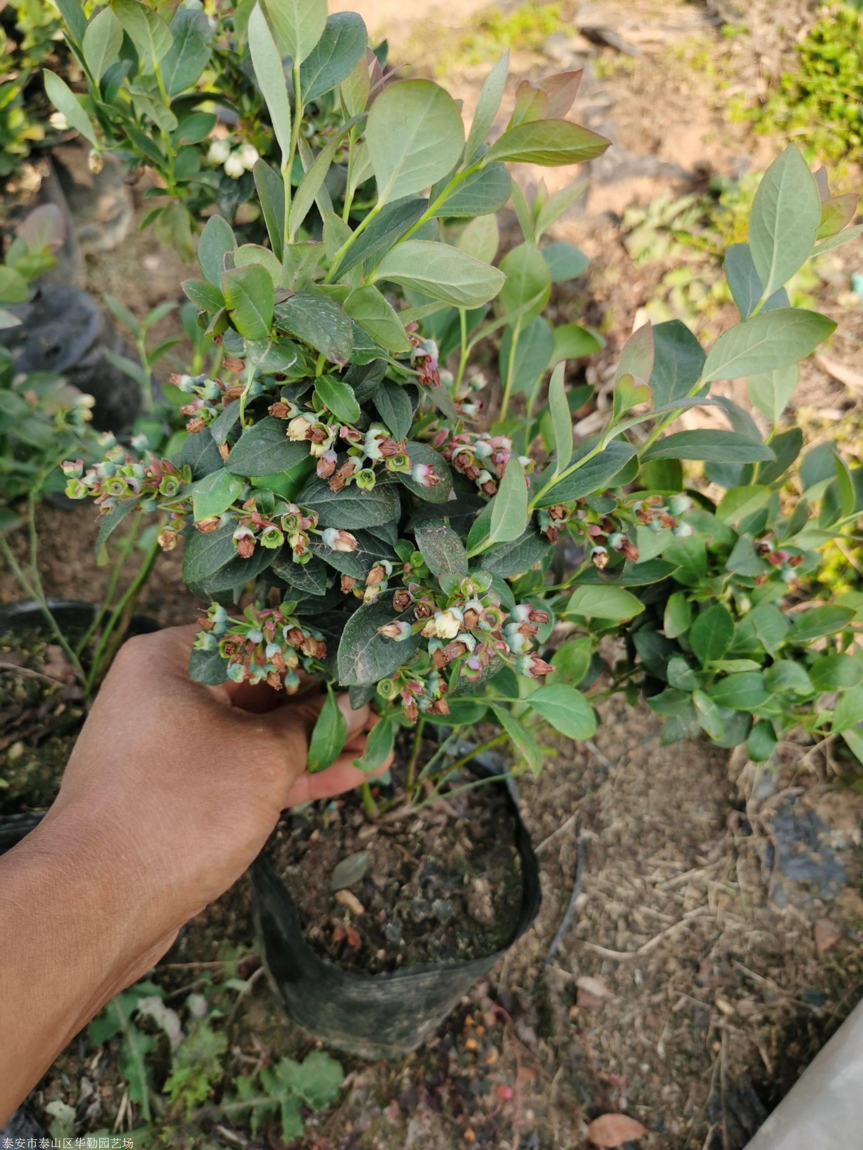 蓝莓种植方法盆栽(蓝莓种植方法盆栽一天浇几次水)