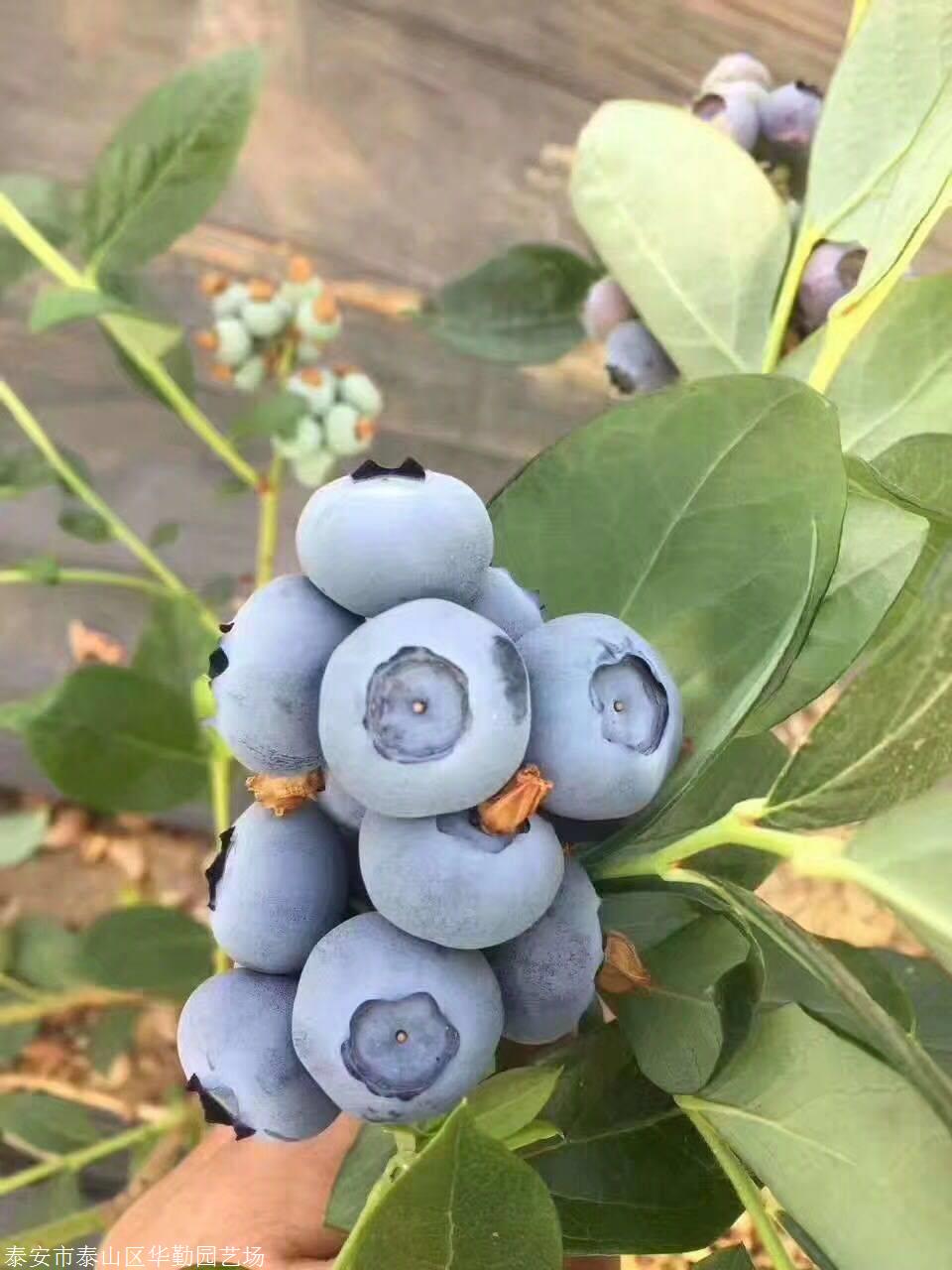 3年的明星蓝莓苗热销品种三年生蓝莓苗追雪批发基地