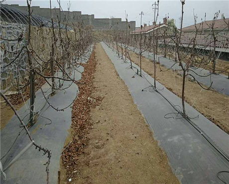 新材质pe防草地布 北京农业果园盖草布