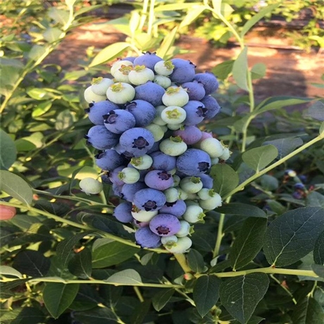 大棚藍莓苗明星育苗基地