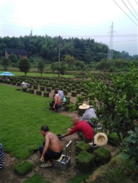 结缕草卷福建龙岩基地新行情