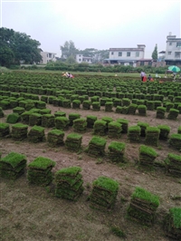 结缕草卷福建龙岩优价促销