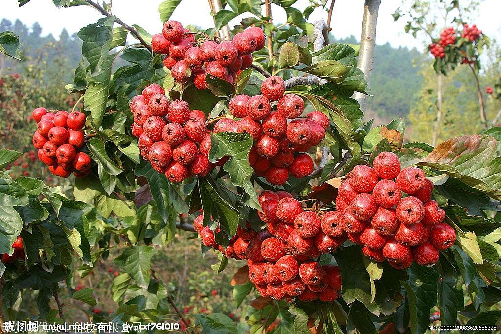 嫁接山楂苗山楂苗基地那里有山楂树苗