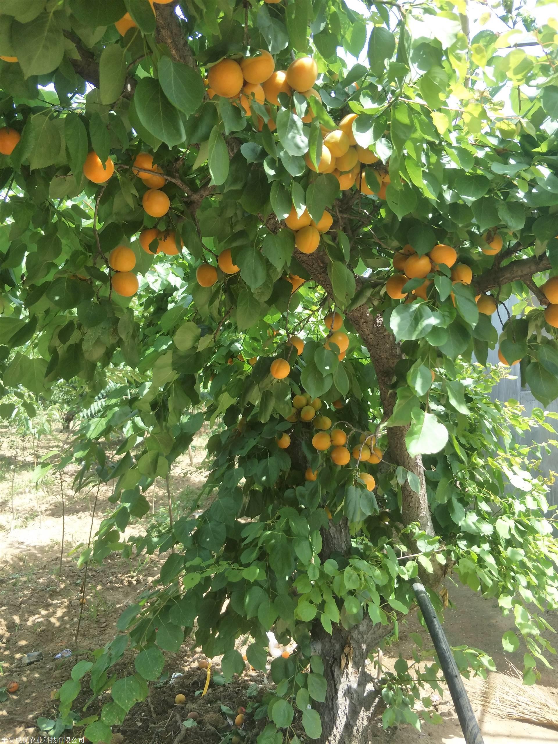 杏树品种大全杏树报价