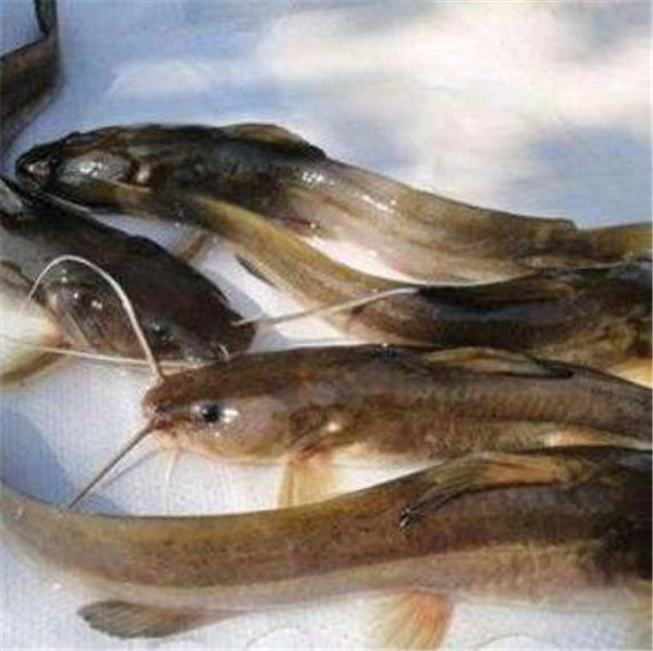 河池南方大口鯰魚苗 大口鯰魚苗價格優惠 成活率高